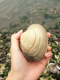 Cropped hand holding seashell at beach