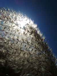 Low angle view of dead plants against the sky