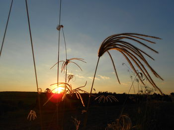 Silhouette field against sky during sunset