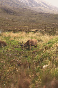 Deer standing on field