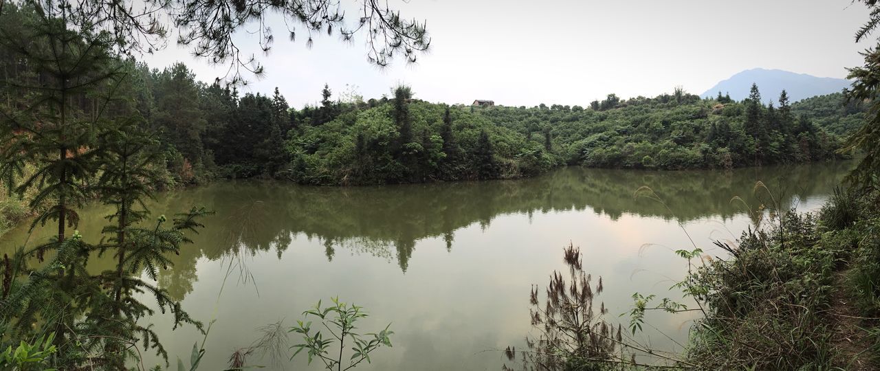 tree, reflection, water, lake, tranquility, tranquil scene, scenics, beauty in nature, clear sky, nature, standing water, growth, sky, calm, idyllic, waterfront, river, non-urban scene, day, outdoors