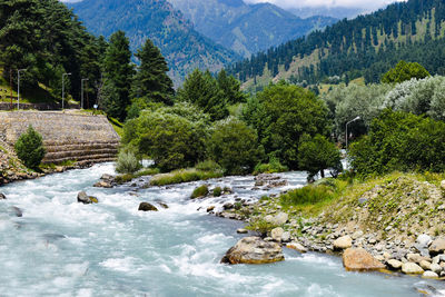 Scenic view of river flowing through forest