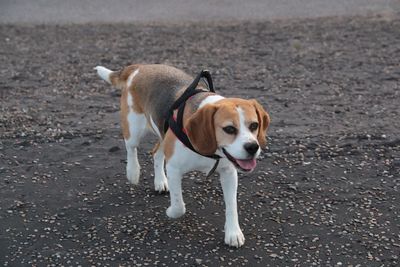 Dog standing on beach