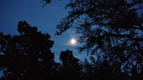 Low angle view of silhouette trees against sky at night