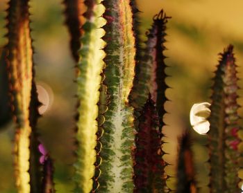 Close-up of succulent plant