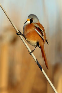 Close-up of bird perching on twig