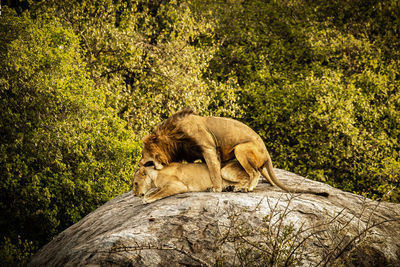 Wildlife tanzania serengeti lions mating
