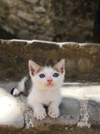 Portrait of cat sitting outdoors