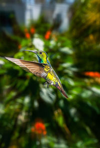 Close-up of bird flying