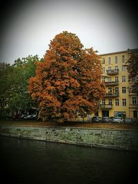 Autumn trees in city against clear sky