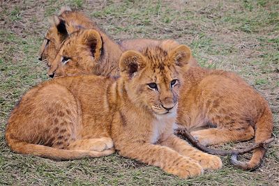 View of lion in zoo