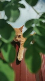 Seekor kucing mengintip dengan satu mata dari balik dedaunan