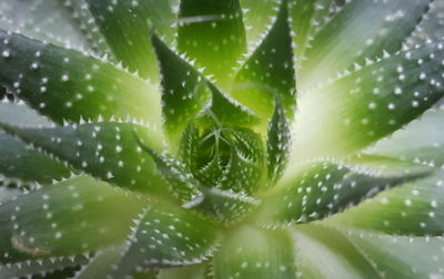 Close-up of succulent plant