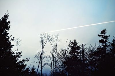 Low angle view of trees against sky