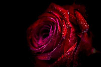 Close-up of wet red rose at night