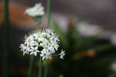 Close-up of white flowering plant