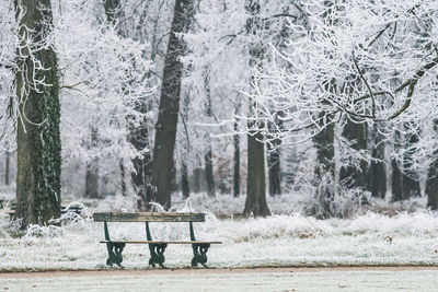 Bench in park during winter