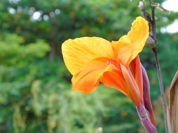 Close-up of orange rose flower