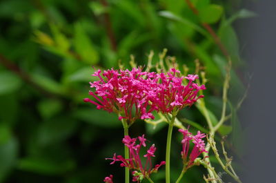 Close-up of pink flowering plant