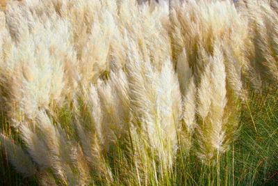 Close-up of sheep on field