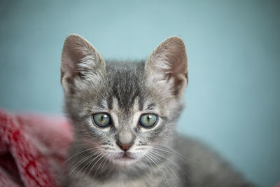 Close-up portrait of a cat against blue background
