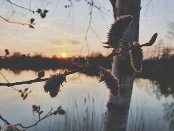 Close-up of plants against lake during sunset