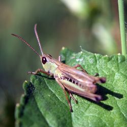 Close-up of insect on leaf