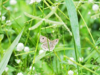 Close-up of butterflies in the background of fresh green grass