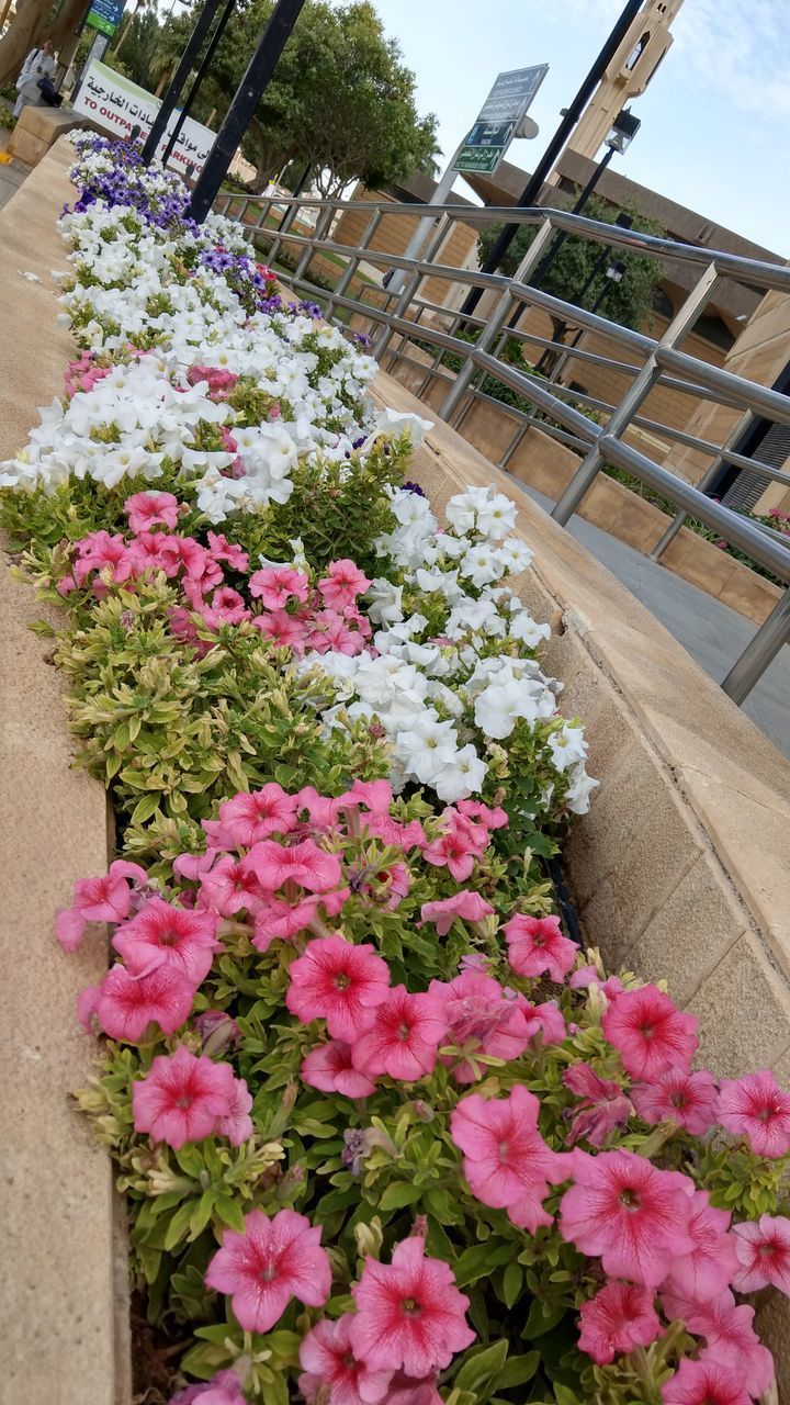 CLOSE-UP OF PINK FLOWERING PLANTS ON POT