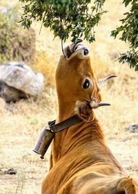 Close-up of a horse on field