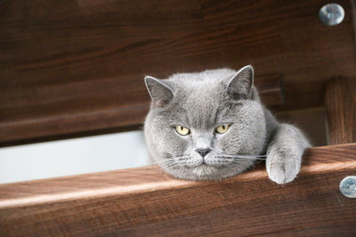 Portrait of a cat on wooden table