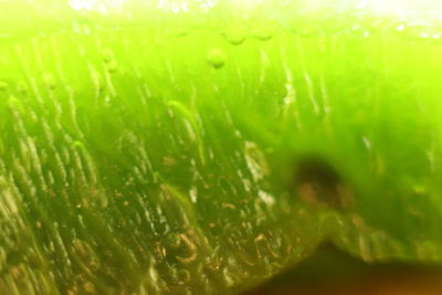 Close-up of water drops on leaves