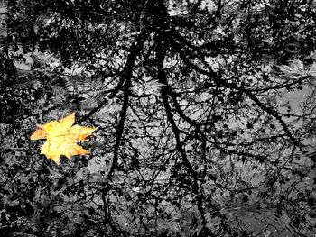 Autumn leaves on tree trunk