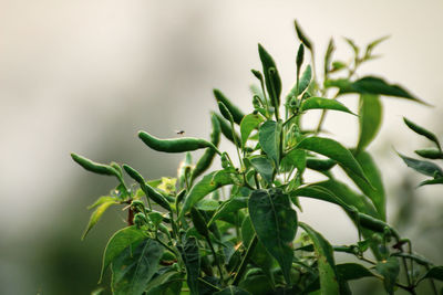 Close-up of plant