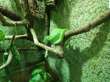 Green snake by wall