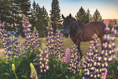 Horses on field against sky