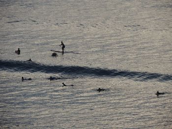 Birds flying over sea