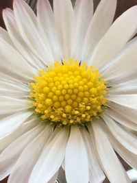 Close-up of white daisy