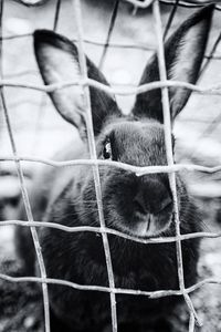 Close-up of cat in cage