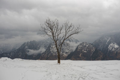 Bare trees on snowcapped mountains against sky