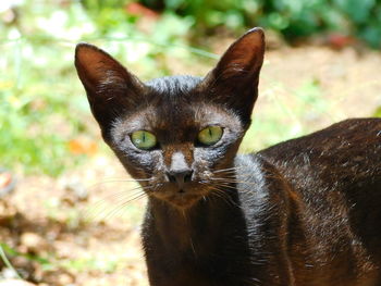 Close-up portrait of tabby cat