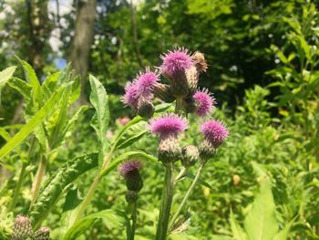 Close-up of thistle blooming outdoors