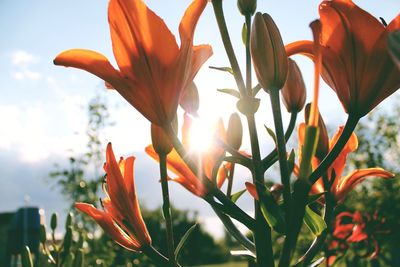 Close-up of orange flowering plant against sky