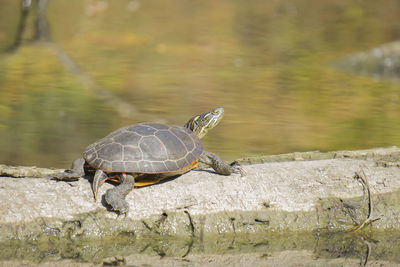 Close-up of lizard on the lake