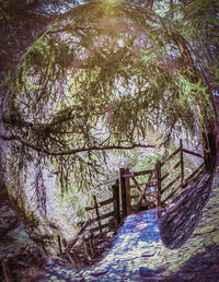 Footbridge amidst trees in forest