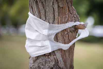 Face mask on a tree bark, sustainability, isolation and protection concept