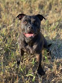 Portrait of black dog running on grass