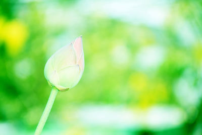 Close-up of lotus bud