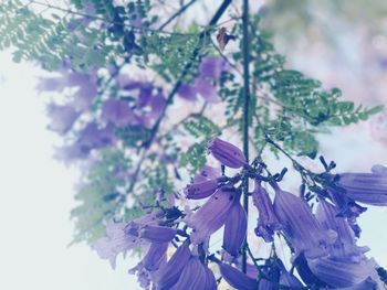 Close-up of purple flowers on tree