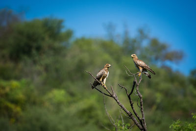 Low angle view of birds perching on tree